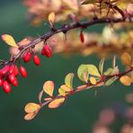 Herbstliche Beeren