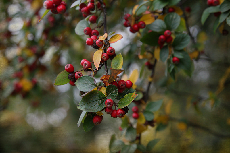 Herbstliche Beeren