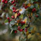 Herbstliche Beeren