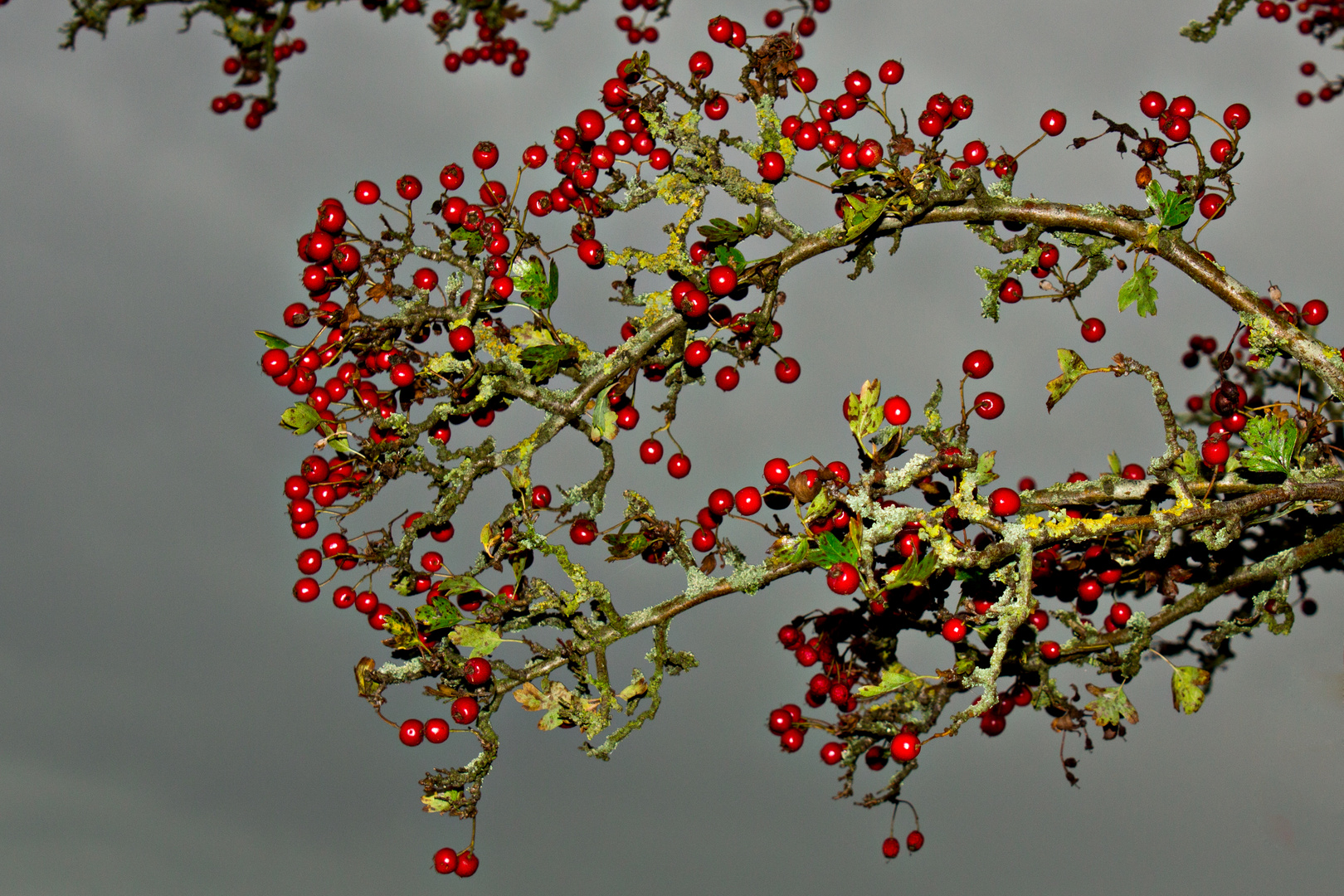 Herbstliche Beeren