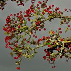 Herbstliche Beeren