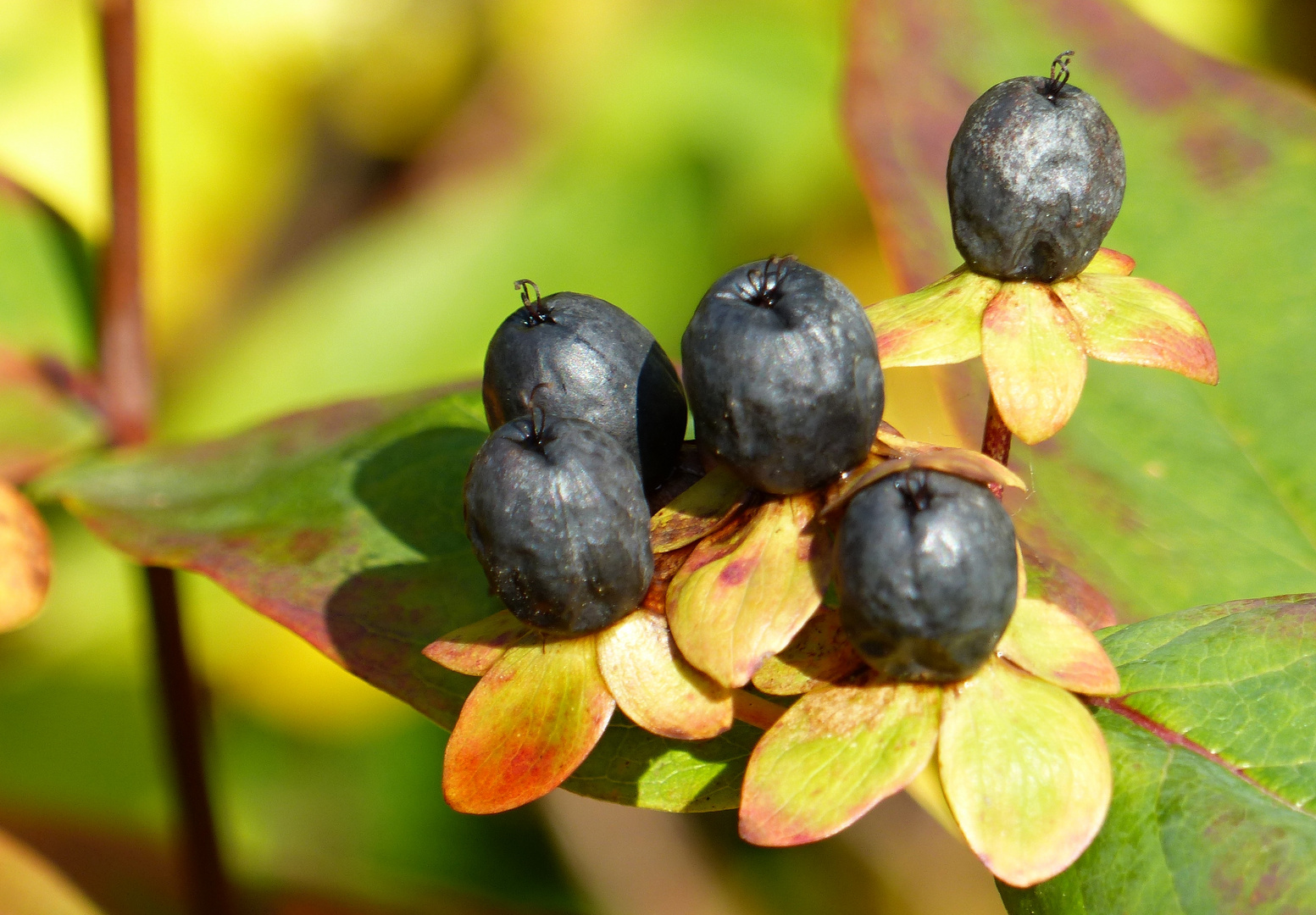 herbstliche Beeren