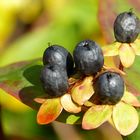 herbstliche Beeren