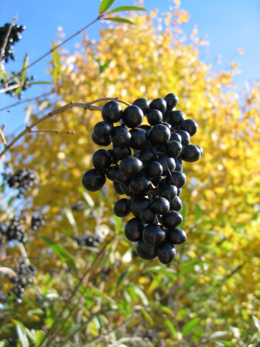 Herbstliche Beeren