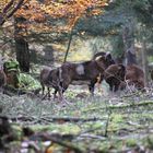 Herbstliche Begegnung