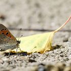 Herbstliche Begegnung