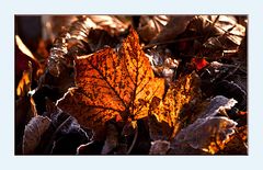 Herbstliche Beleuchtung ....