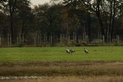 herbstliche Besucher auf Zeit