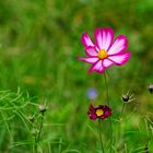 Herbstliche Bienenweide - es blüht immer noch! Es treiben sogar noch neue Knospen!