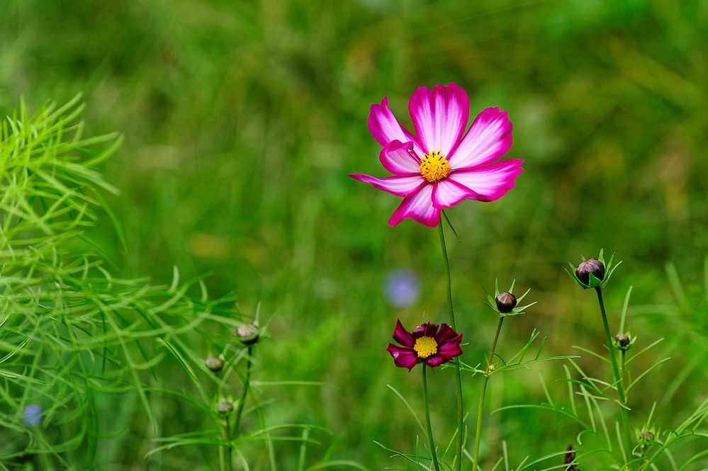 Herbstliche Bienenweide - es blüht immer noch! Es treiben sogar noch neue Knospen!