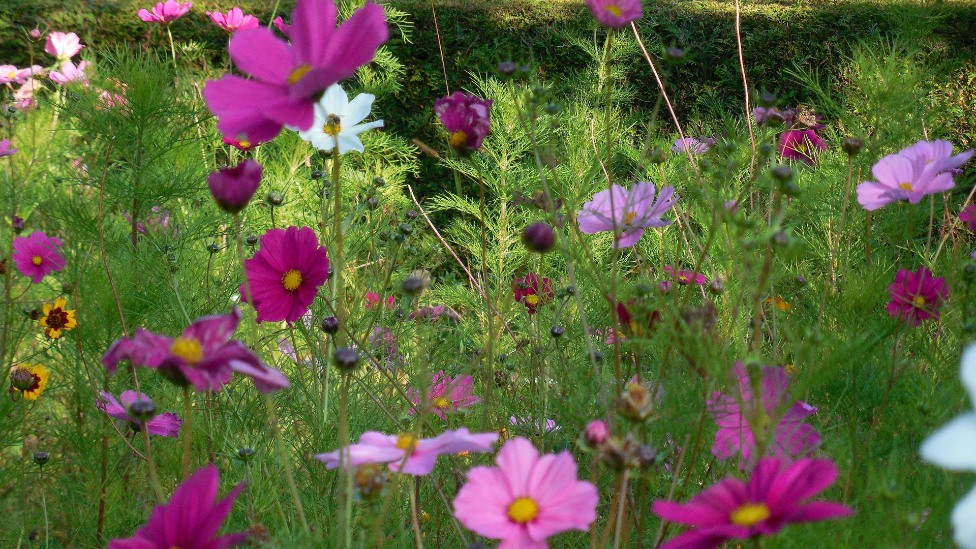 Herbstliche Bienenwiese