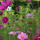 Herbstliche Bienenwiese