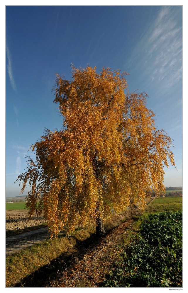 Herbstliche Birke