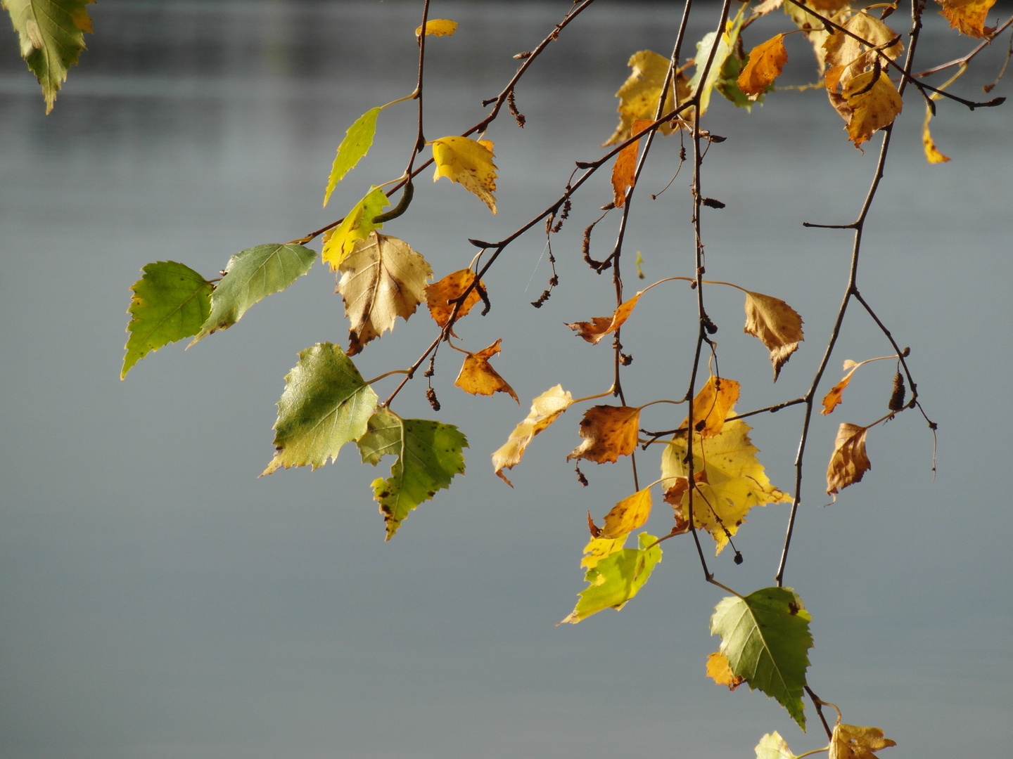 herbstliche Birke am See