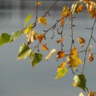 herbstliche Birke am See