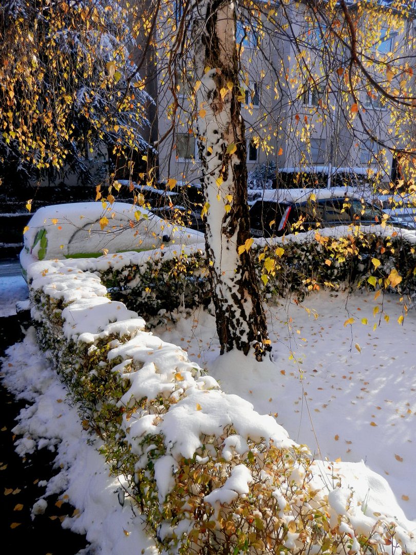 Herbstliche Birke im Winter