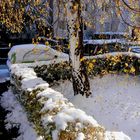 Herbstliche Birke im Winter