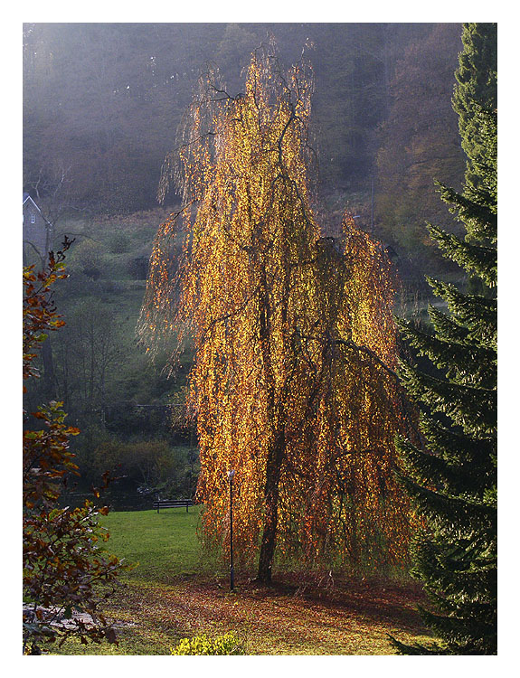 Herbstliche Birke in Gimborn