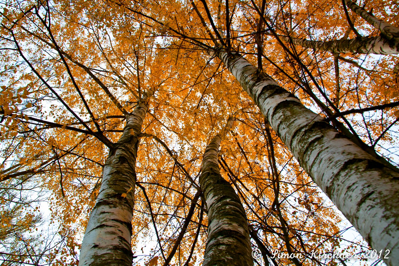 Herbstliche Birken