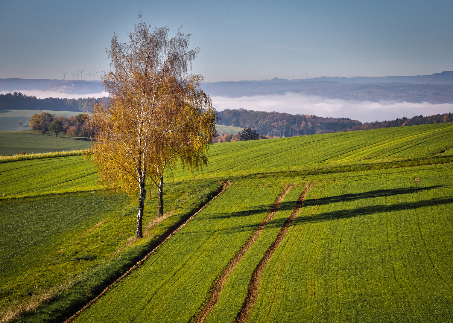 Herbstliche Birken