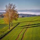 Herbstliche Birken