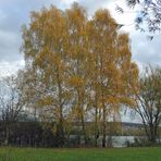 Herbstliche Birken am See.