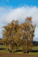 herbstliche Birken in der Nordheide