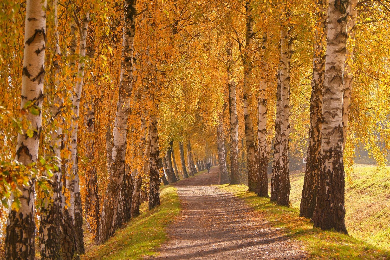 Herbstliche Birkenallee