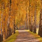 Herbstliche Birkenallee