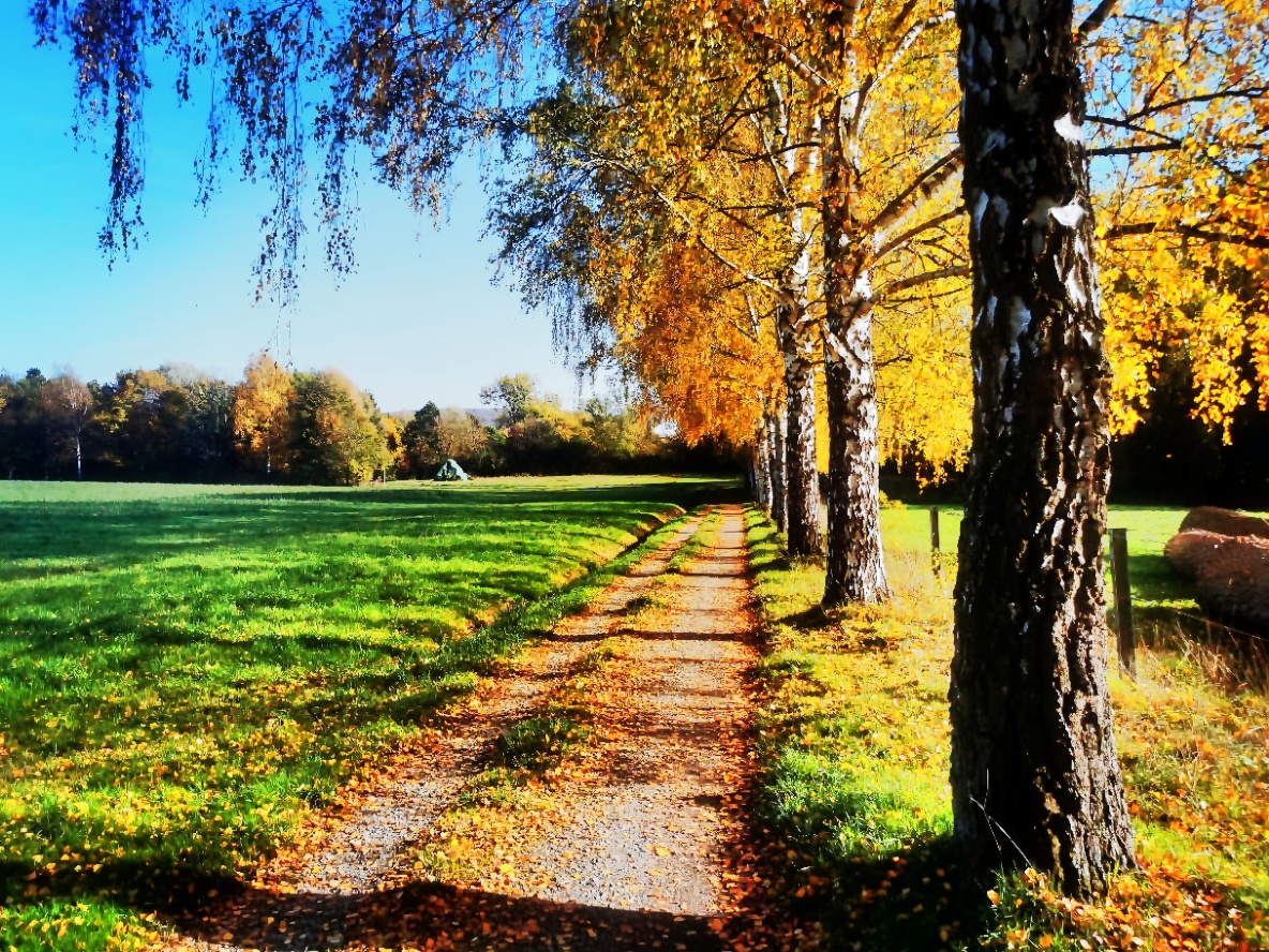 Herbstliche Birkenreihe