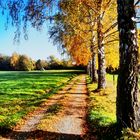 Herbstliche Birkenreihe