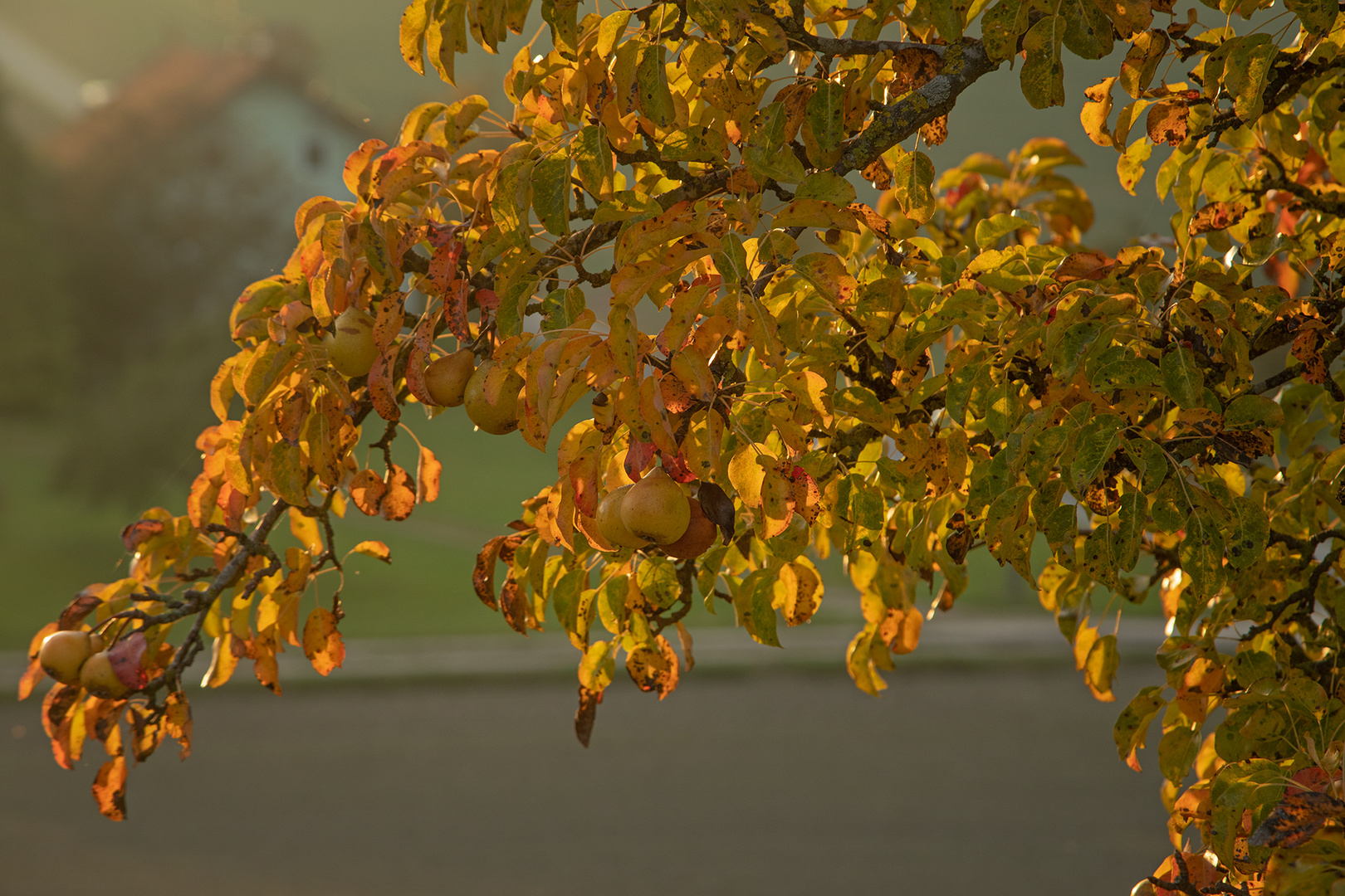 herbstliche Birnbäume