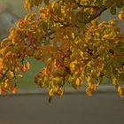 herbstliche Birnbäume