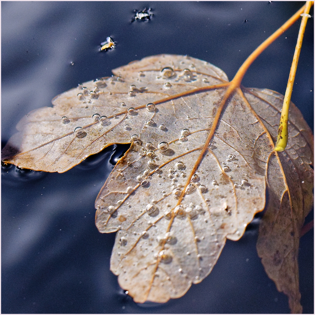 Herbstliche Bläschenbildung