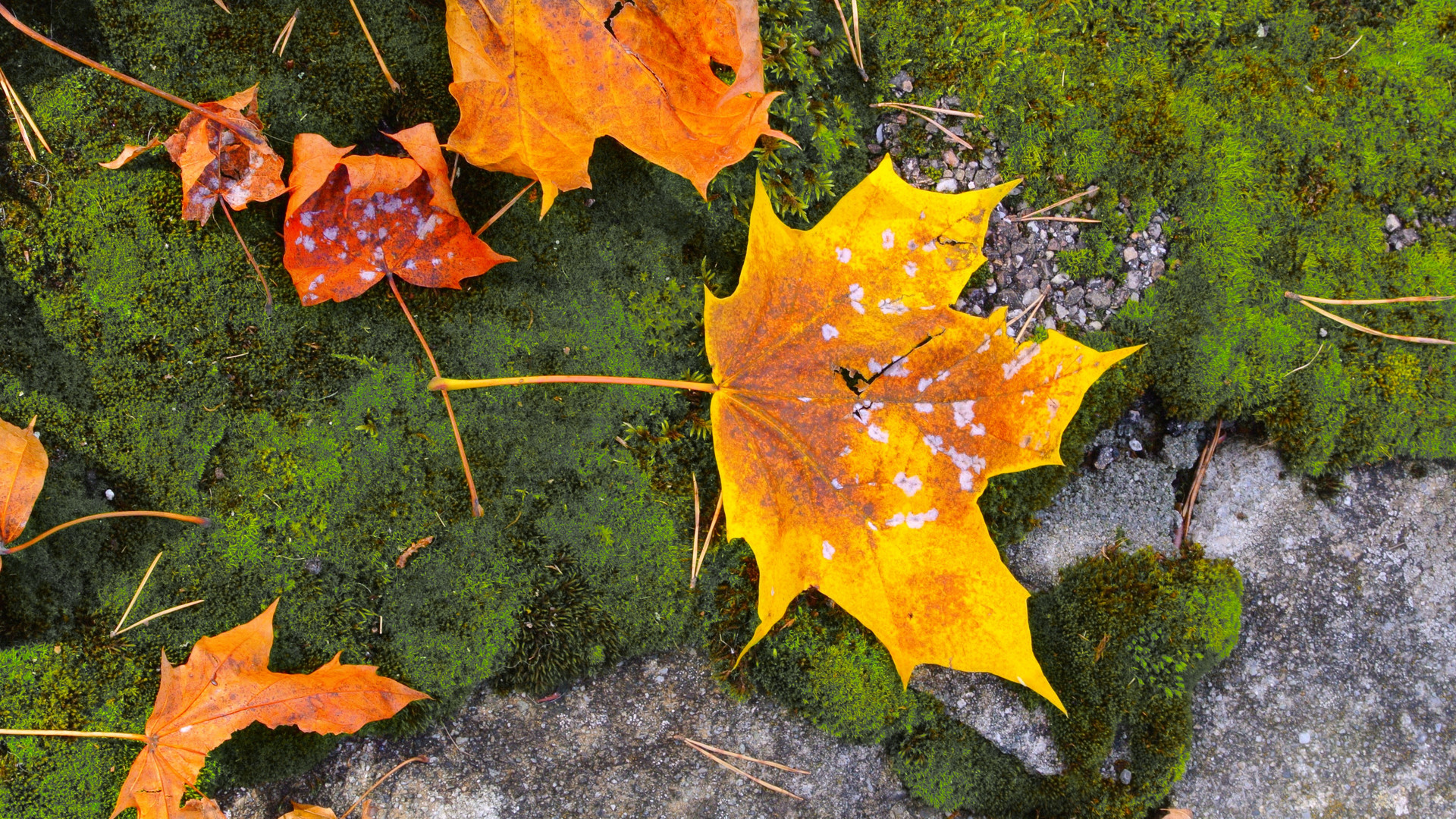 Herbstliche Blätter