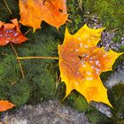 Herbstliche Blätter