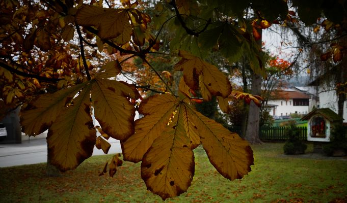 Herbstliche Blätter