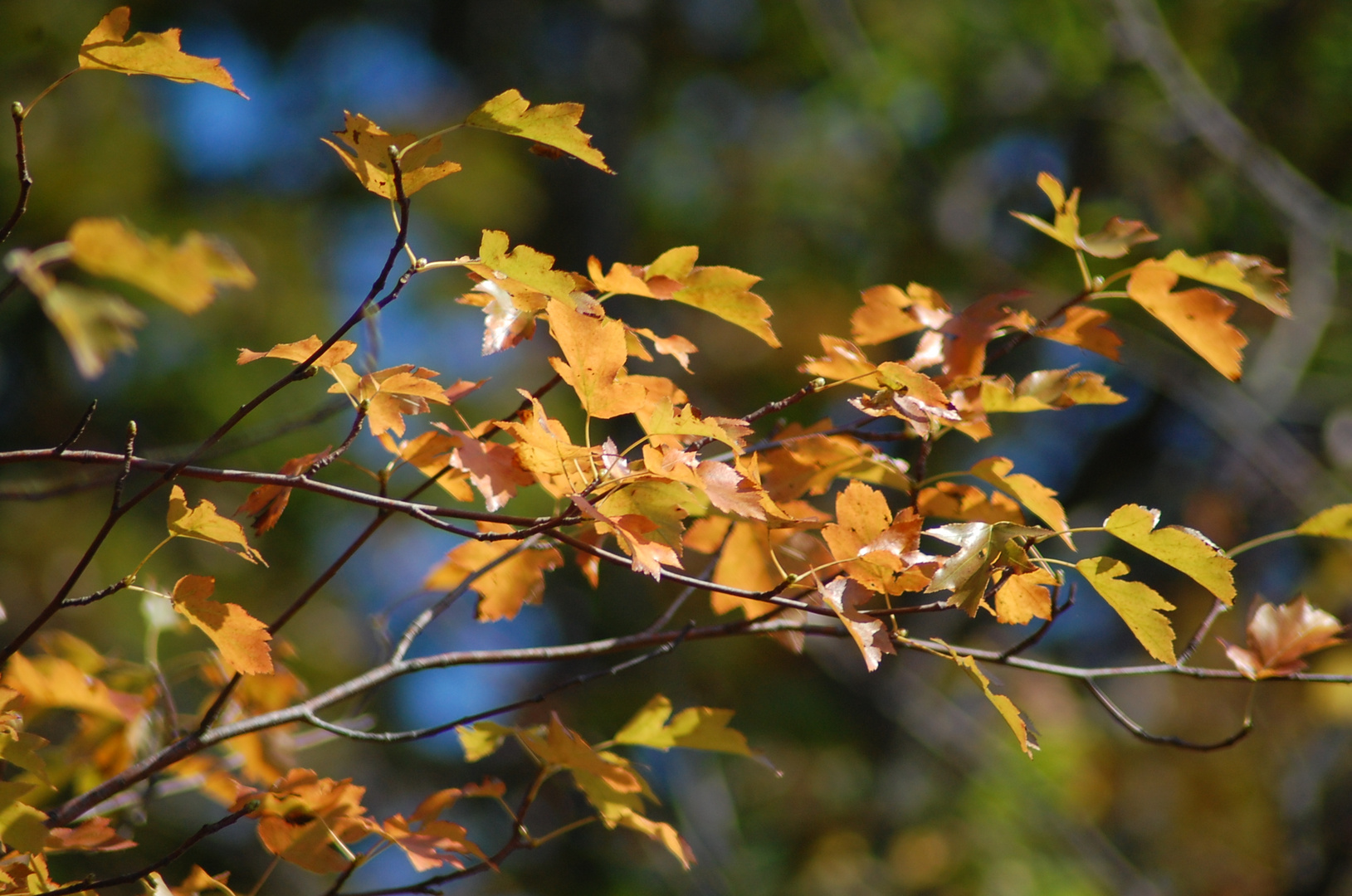 herbstliche Blätter