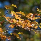 herbstliche Blätter