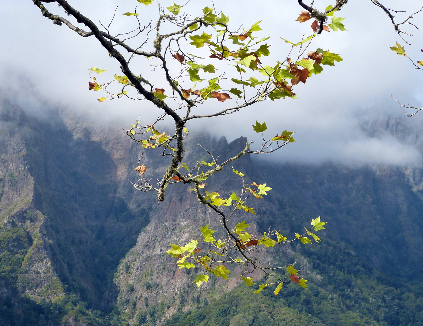 Herbstliche Blätter auf Madeira