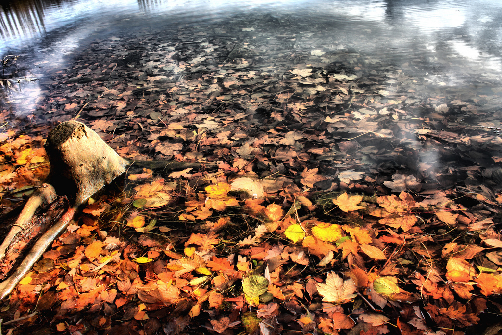 Herbstliche Blätter