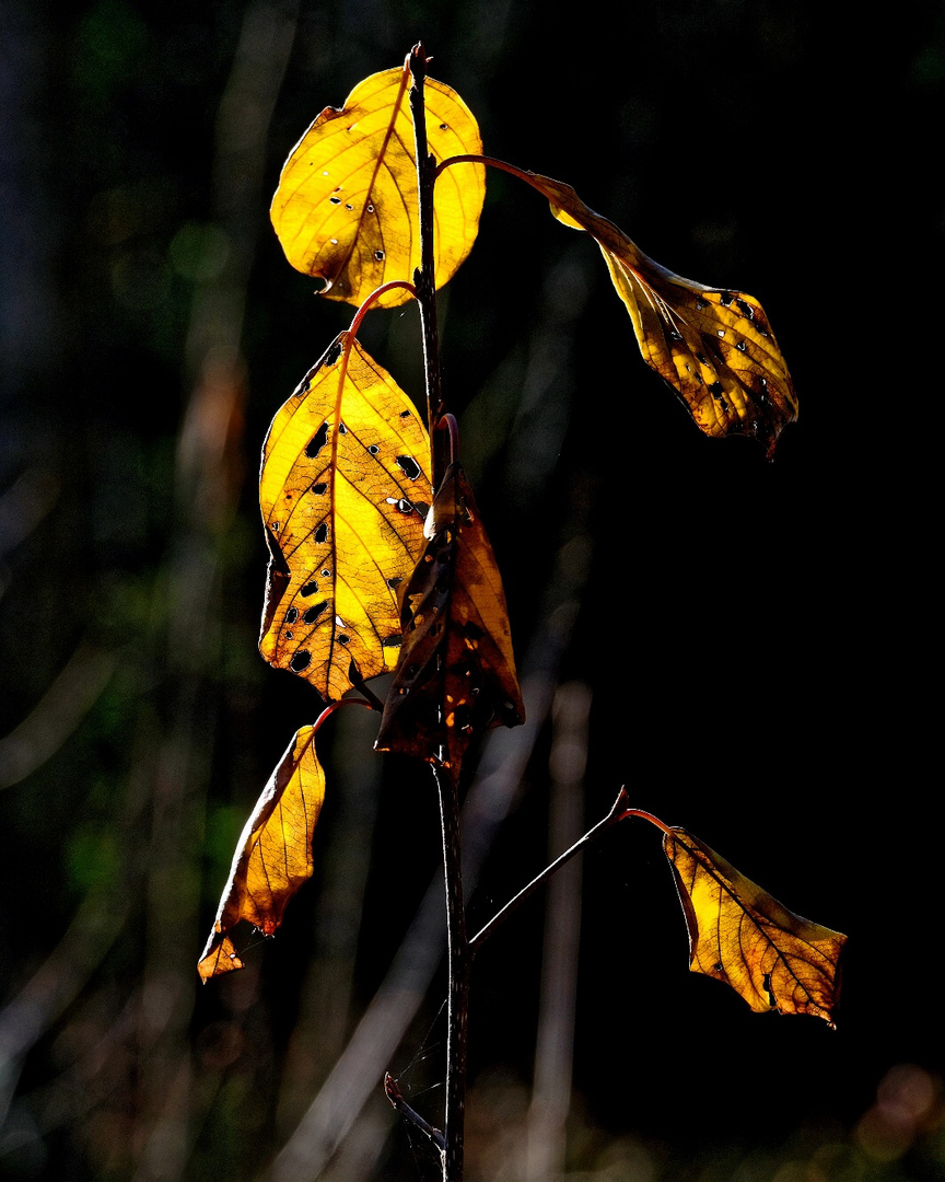 Herbstliche Blätter