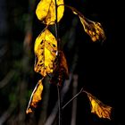 Herbstliche Blätter