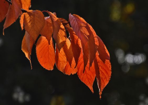 Herbstliche Blätter der Scharlachkirsche....