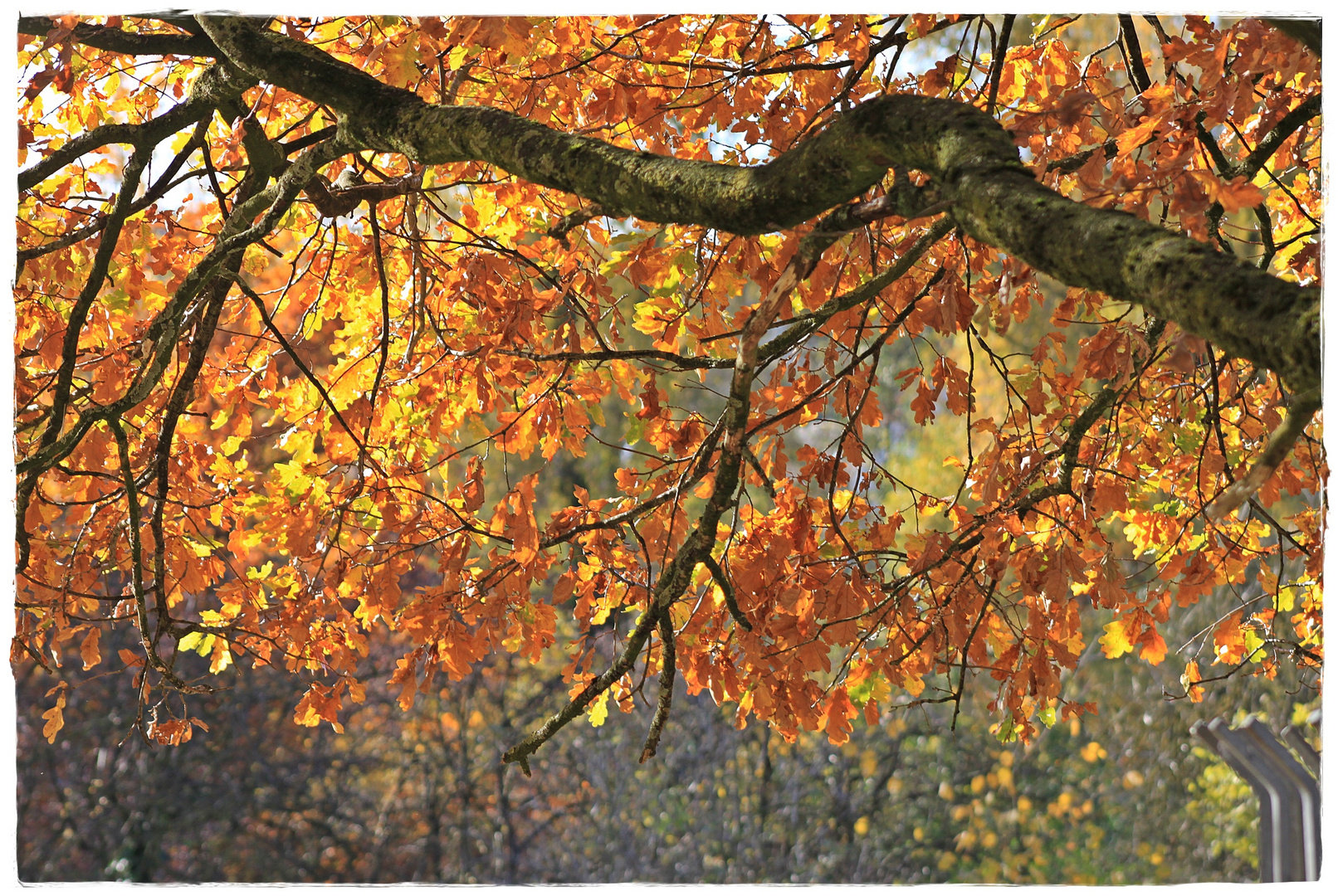 Herbstliche Blätter