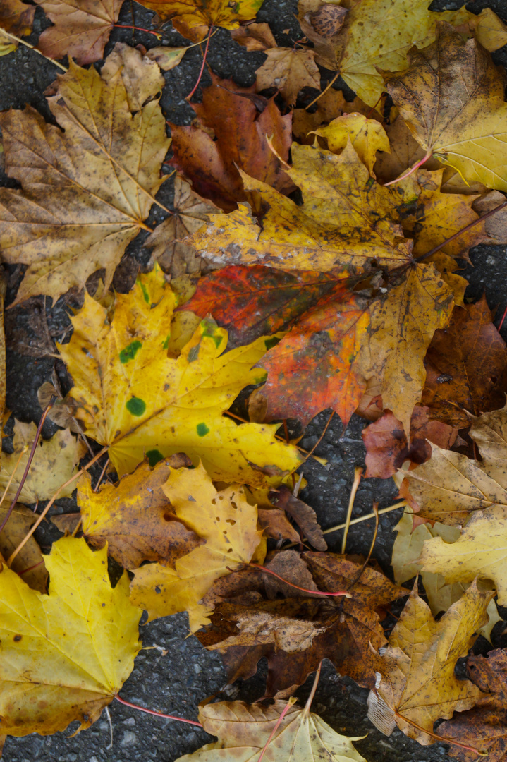 Herbstliche Blätter