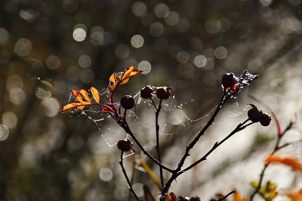 Herbstliche Blätter im Gegenlicht