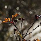 Herbstliche Blätter im Gegenlicht