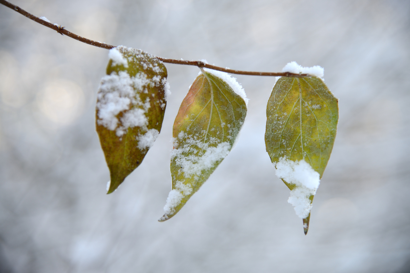 Herbstliche Blätter im Schnee