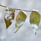 Herbstliche Blätter im Schnee